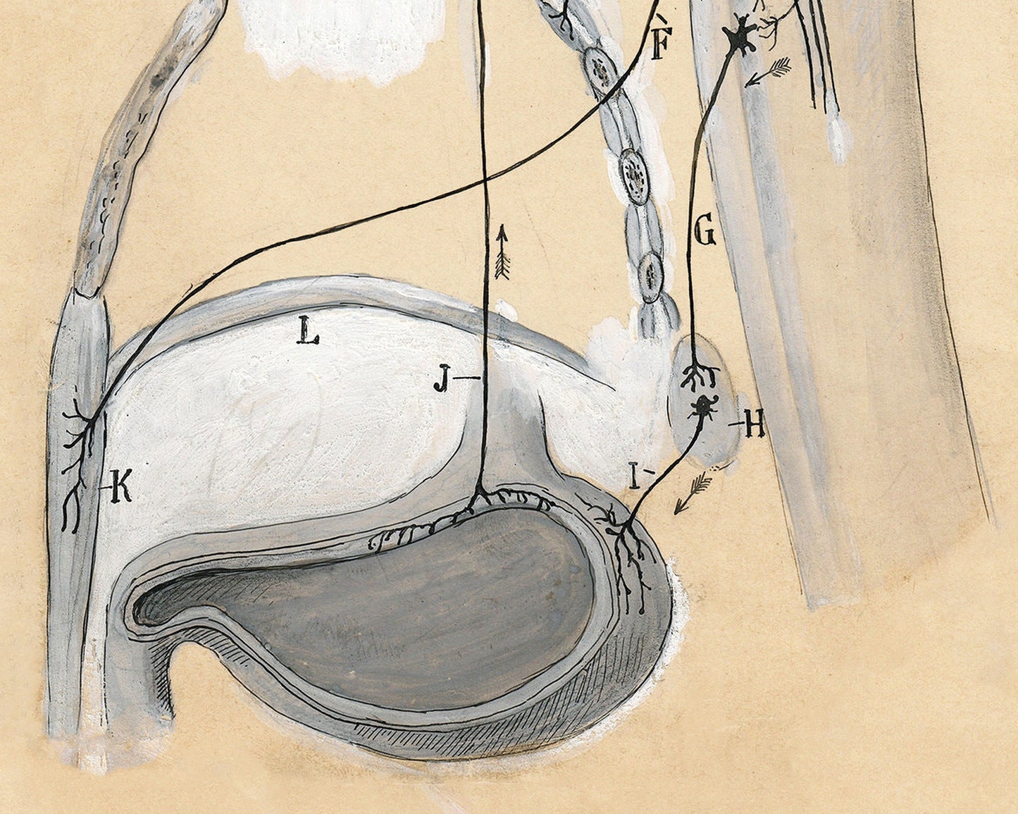 Vintage anatomy drawing | Santiago Ramón y Cajal | Antique anatomical illustration | Neuroscience and Biology art | Spanish artist