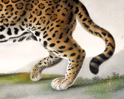 Vintage leopard print | Antique animal art | Jungle cat wall art | Zoology illustration | French artist | Wild animal portrait