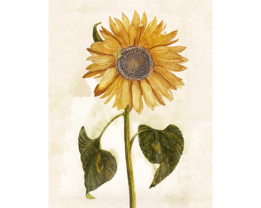 Girasol antiguo vintage | Impresión artística Giclée del siglo XVII | Flor dorada | Decoración vintage moderna | Regalo ecológico