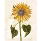 Ancient Vintage sunflower | 17th century Giclée fine art print | Golden flower | Modern Vintage decor | Eco-friendly gift