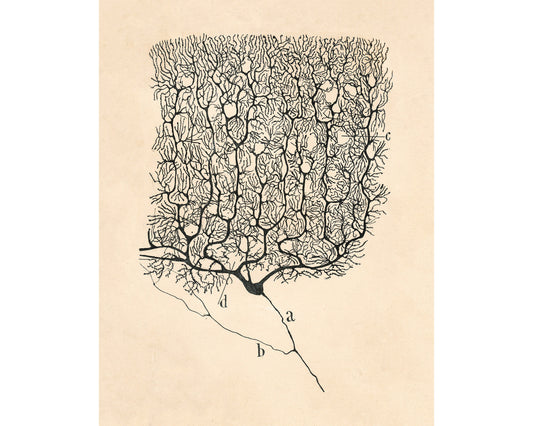 Dibujo de neurona vintage nº 1 | Santiago Ramón y Cajal | Ilustración anatómica antigua | Neurociencia y biología | Arte abstracto | Artista español