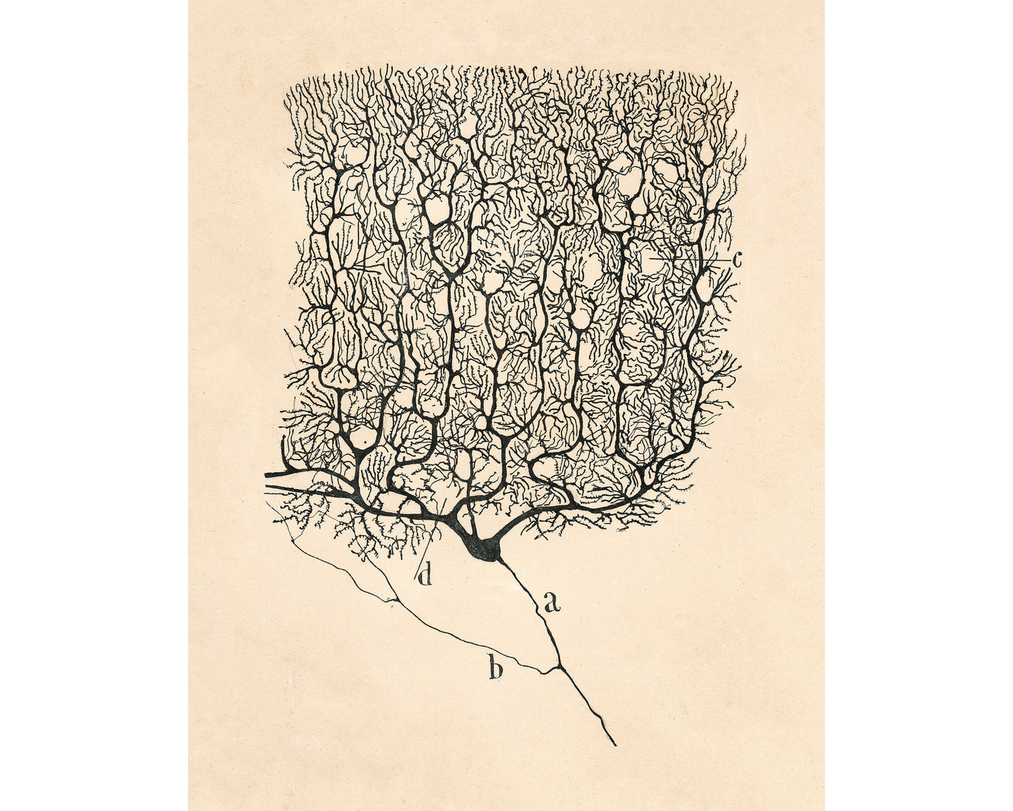 Vintage neuron drawing No. 1 | Santiago Ramón y Cajal | Antique anatomical illustration | Neuroscience & Biology | Abstract art | Spanish artist