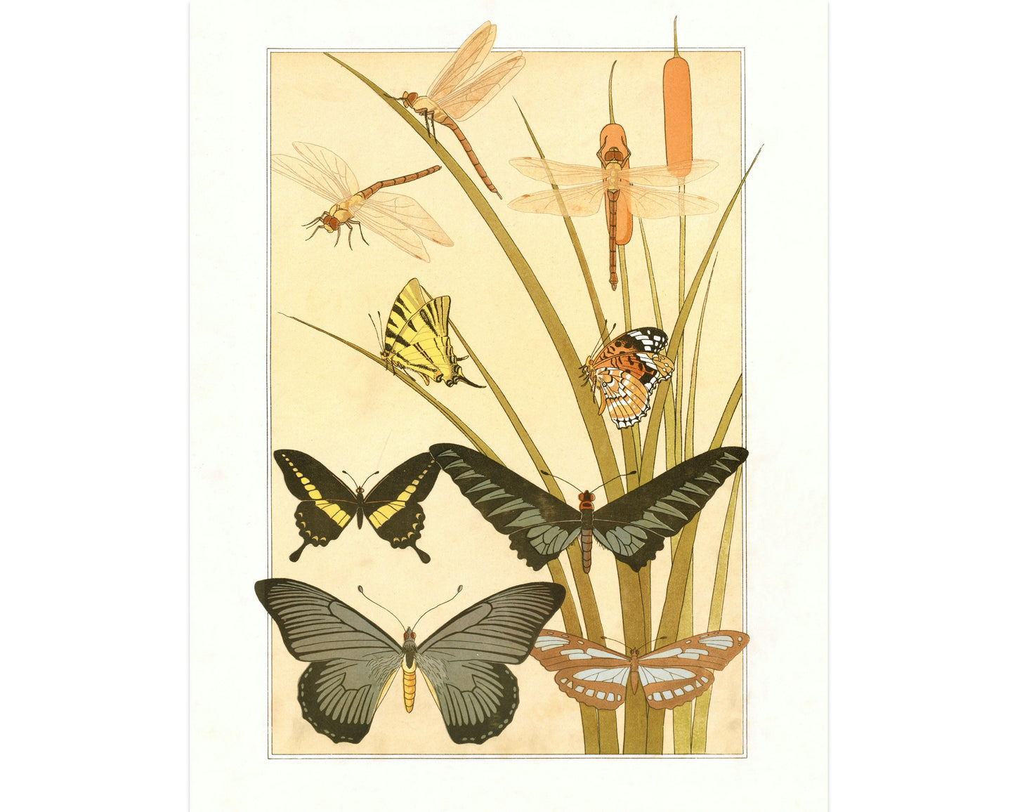 Art nouveau Butterfly & Dragonfly | L'animal dans la Décoration | Natural History art print | Modern vintage décor | Eco-friendly gift