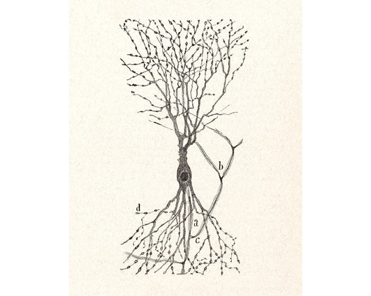 Dibujo celular antiguo | Santiago Ramón y Cajal | Célula de conejo | Arte mural anatómico antiguo | Arte en neurociencia y biología | Artista español