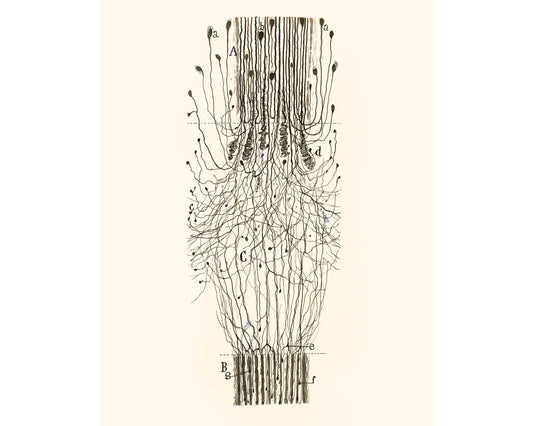 Dibujo antiguo de cordón nervioso | Santiago Ramón y Cajal | Arte anatómico antiguo | Arte en neurociencia y biología | Artista español