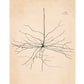 Vintage neuron drawing No. 2 | Santiago Ramón y Cajal  | Antique anatomical illustration | Neuroscience and Biology art | Abstract wall art