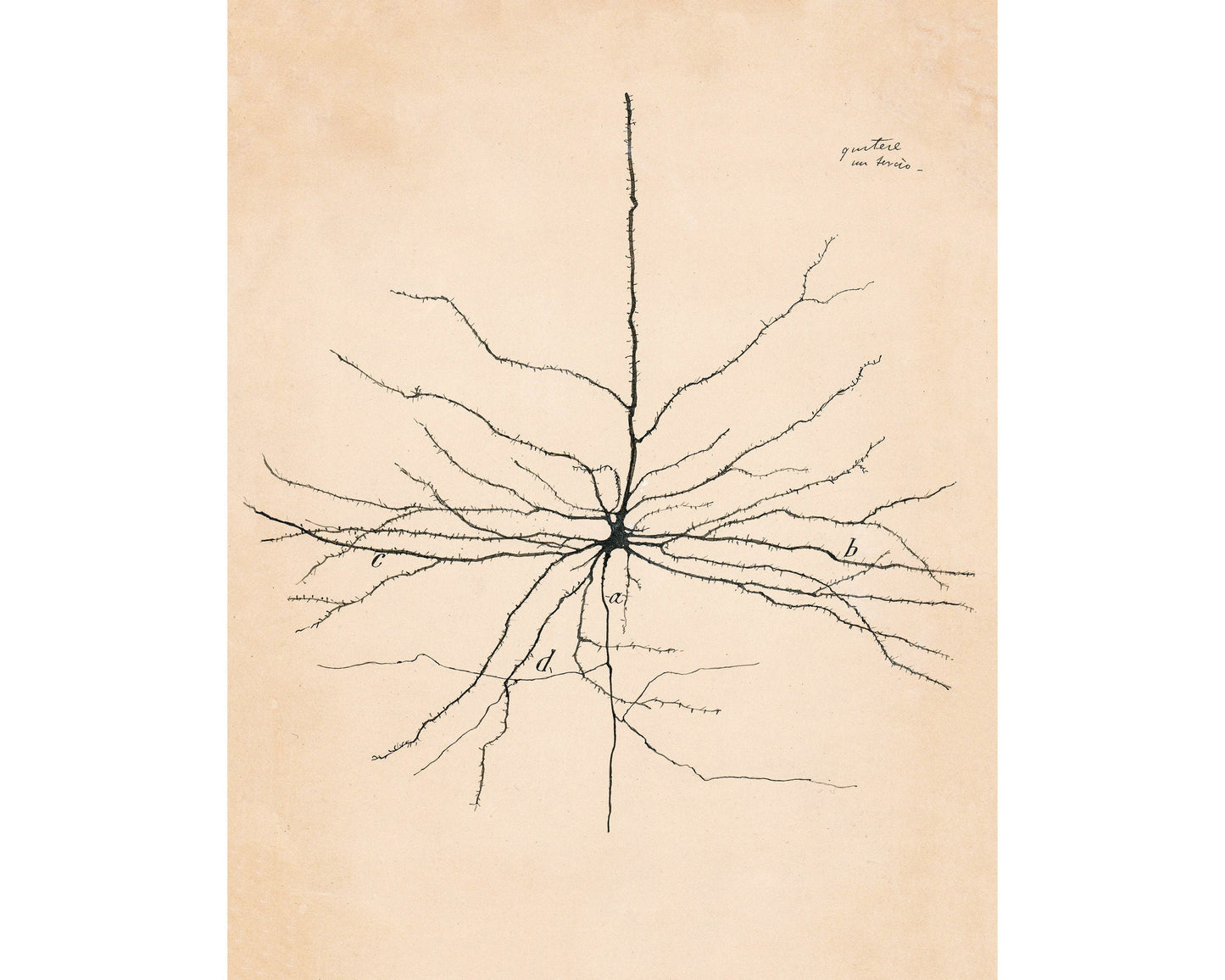 Dibujo de neurona vintage nº 2 | Santiago Ramón y Cajal | Ilustración anatómica antigua | Arte en neurociencia y biología | Arte mural abstracto