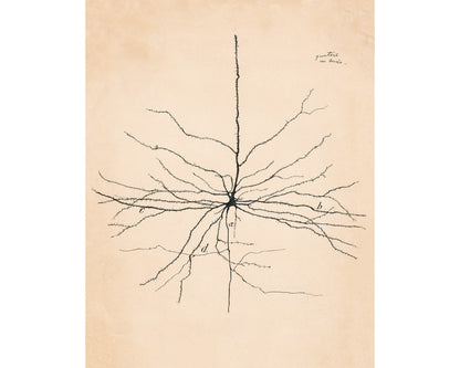 Vintage neuron drawing No. 2 | Santiago Ramón y Cajal  | Antique anatomical illustration | Neuroscience and Biology art | Abstract wall art