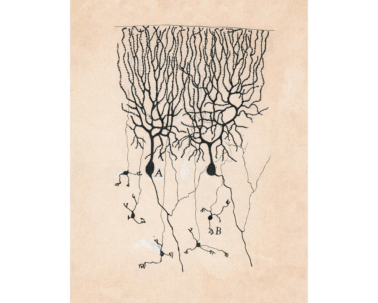 Dibujo de neurona vintage nº3 de Santiago Ramón y Cajal