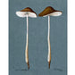 Vintage mushroom art print | Fungus, fungi illustration | Antique botanical print | Natural History wall art | Modern vintage decor