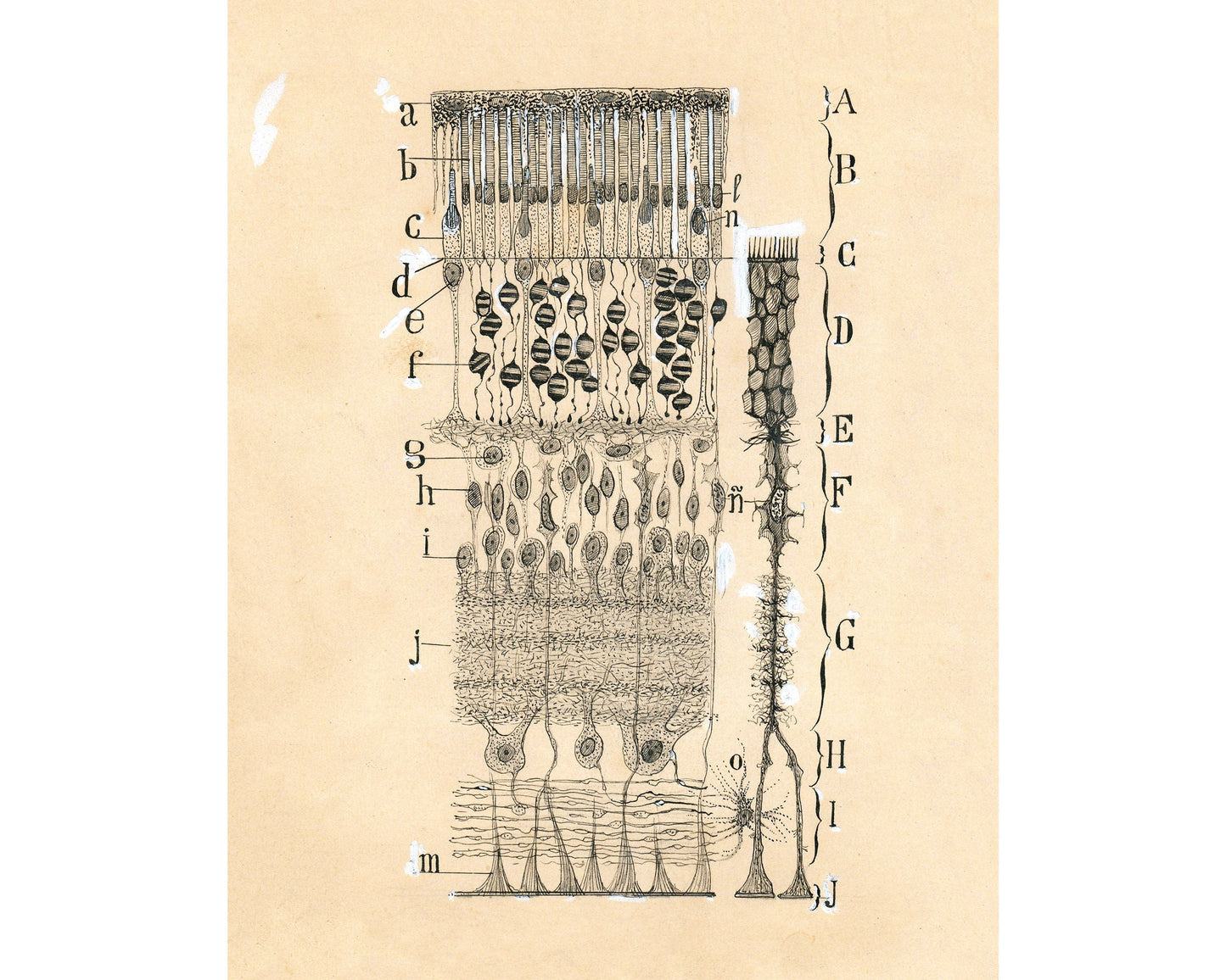 Dibujo celular antiguo | Santiago Ramón y Cajal | Retina del ojo | Ilustración anatómica antigua | Neurociencia y Biología | Arte abstracto