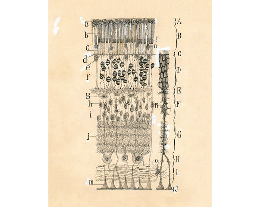 Dibujo celular antiguo | Santiago Ramón y Cajal | Retina del ojo | Ilustración anatómica antigua | Neurociencia y Biología | Arte abstracto