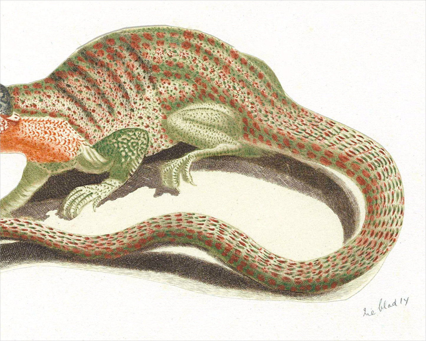 Vintage lizard art print | Reptile wall art | 17th century animal illustration