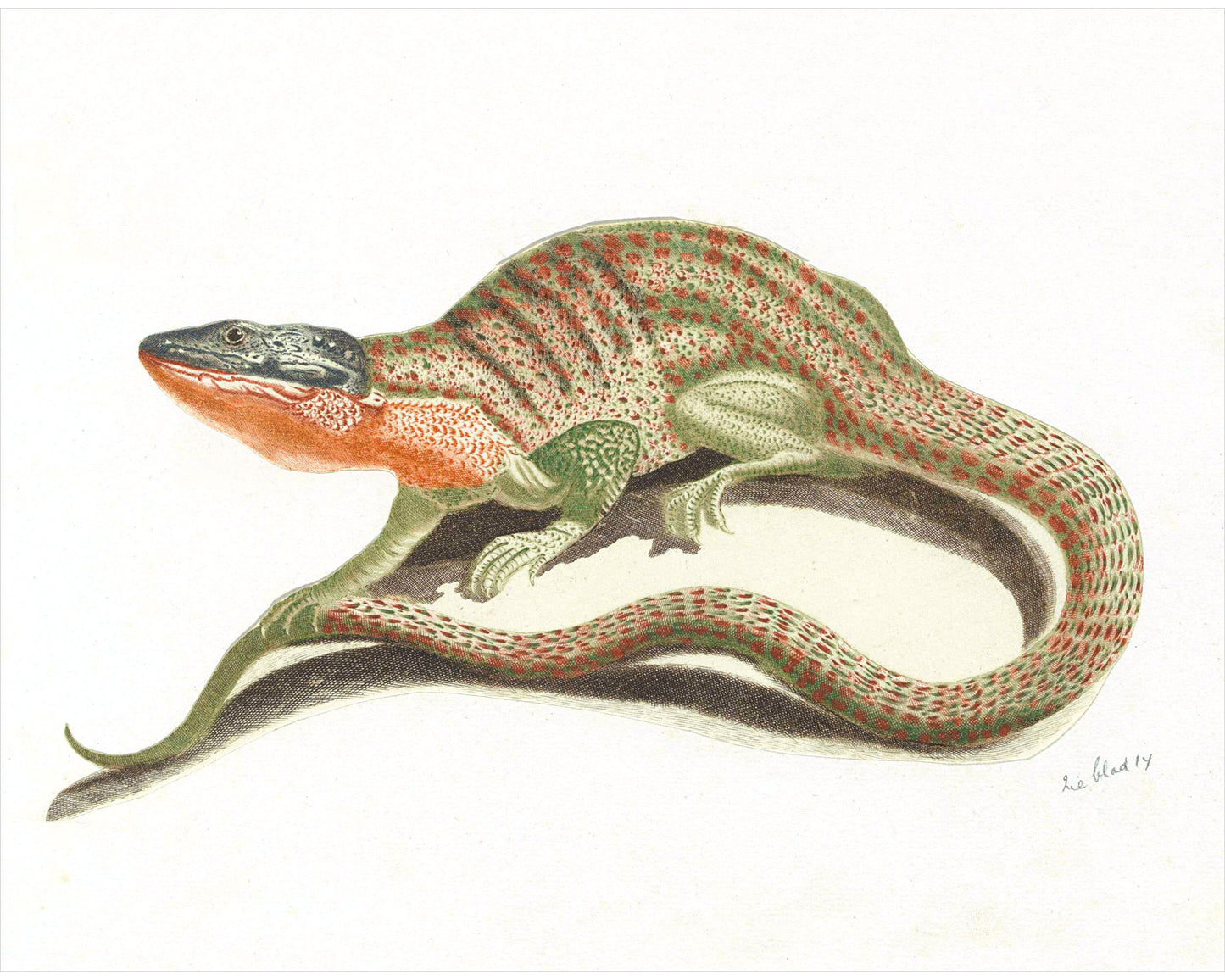 Vintage lizard art print | Reptile wall art | 17th century animal illustration