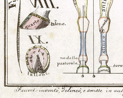 Vintage anatomical illustration | Horse anatomy | Hippographyometry | Antique Italian infographic | Veterinarian and doctor gift