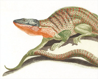 Lámina de arte vintage de lagarto | Arte mural de reptiles | Ilustración animal del siglo XVII