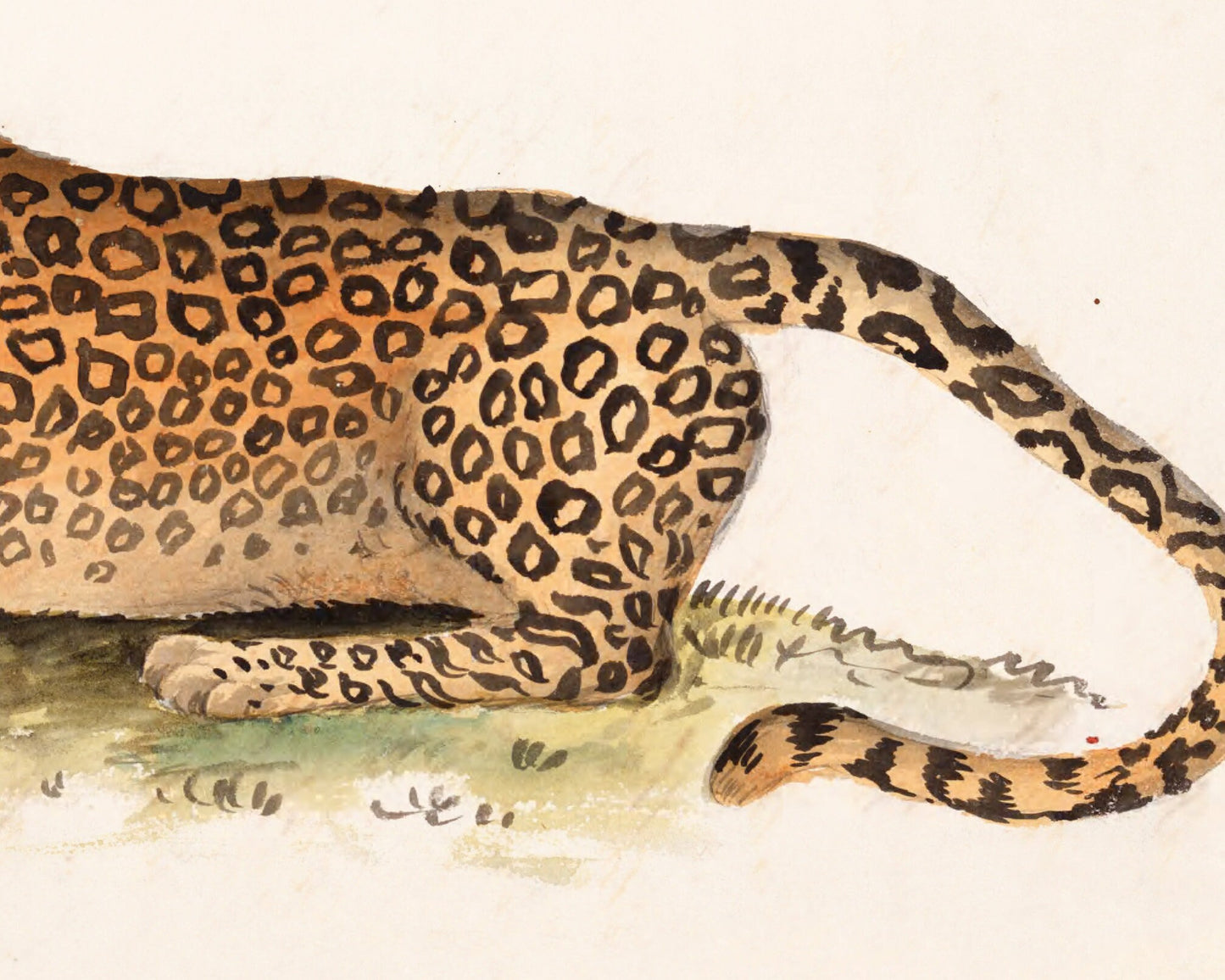 Vintage cheetah print | Antique animal art | Naturalist journal | Jungle cat wall art | Zoology illustration | Wild animal portrait