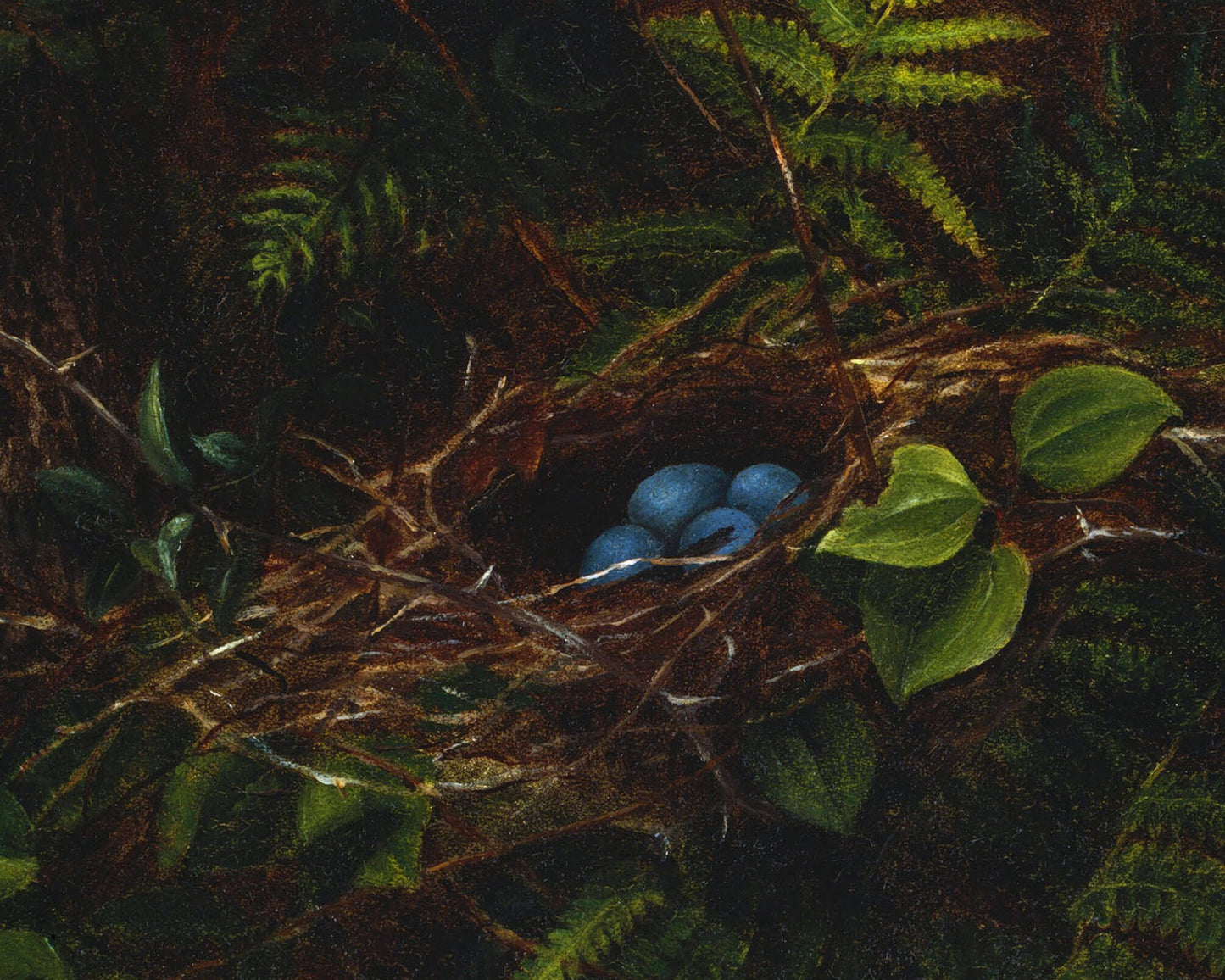 Bird nest and ferns | Vintage bird egg print | Farm and animal art | Natural history wall art | Female artist | Fidelia Bridges