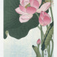 Ohara Koson - Blooming Lotus Flowers Japanese Art Print Home Décor Wall Art