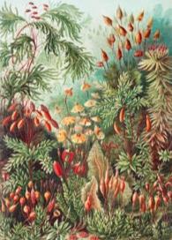 Mushrooms in the Forest I (Muscinae–Laubmoose) by Ernst Haeckel