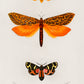 Orange Butterflies, Charles Dessalines