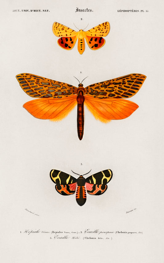 Mariposas naranjas, Charles Dessalines