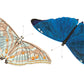 Adonis, or Bright-blue Butterfly, by George Shaw