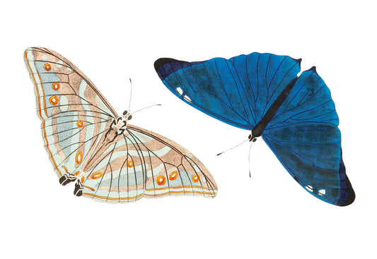 Adonis, o la mariposa azul brillante, de George Shaw