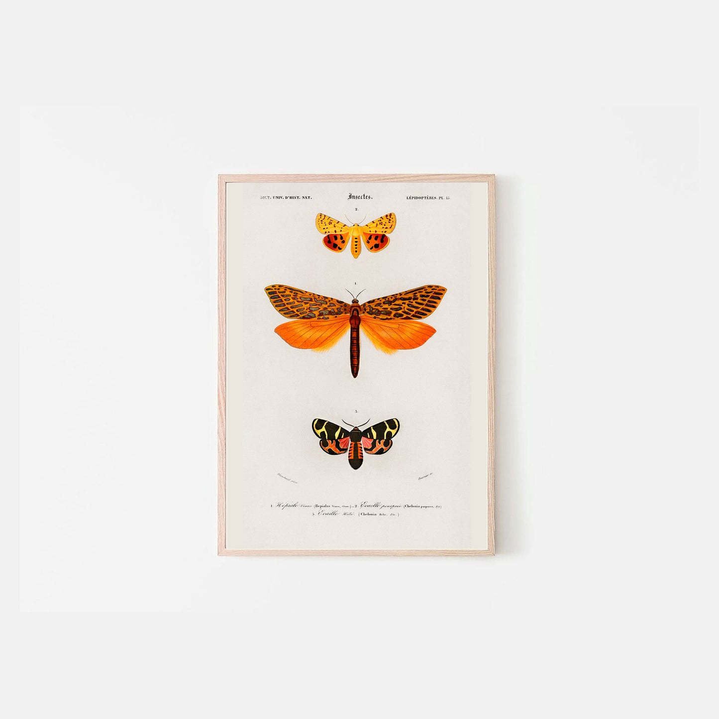 Orange Butterflies, Charles Dessalines